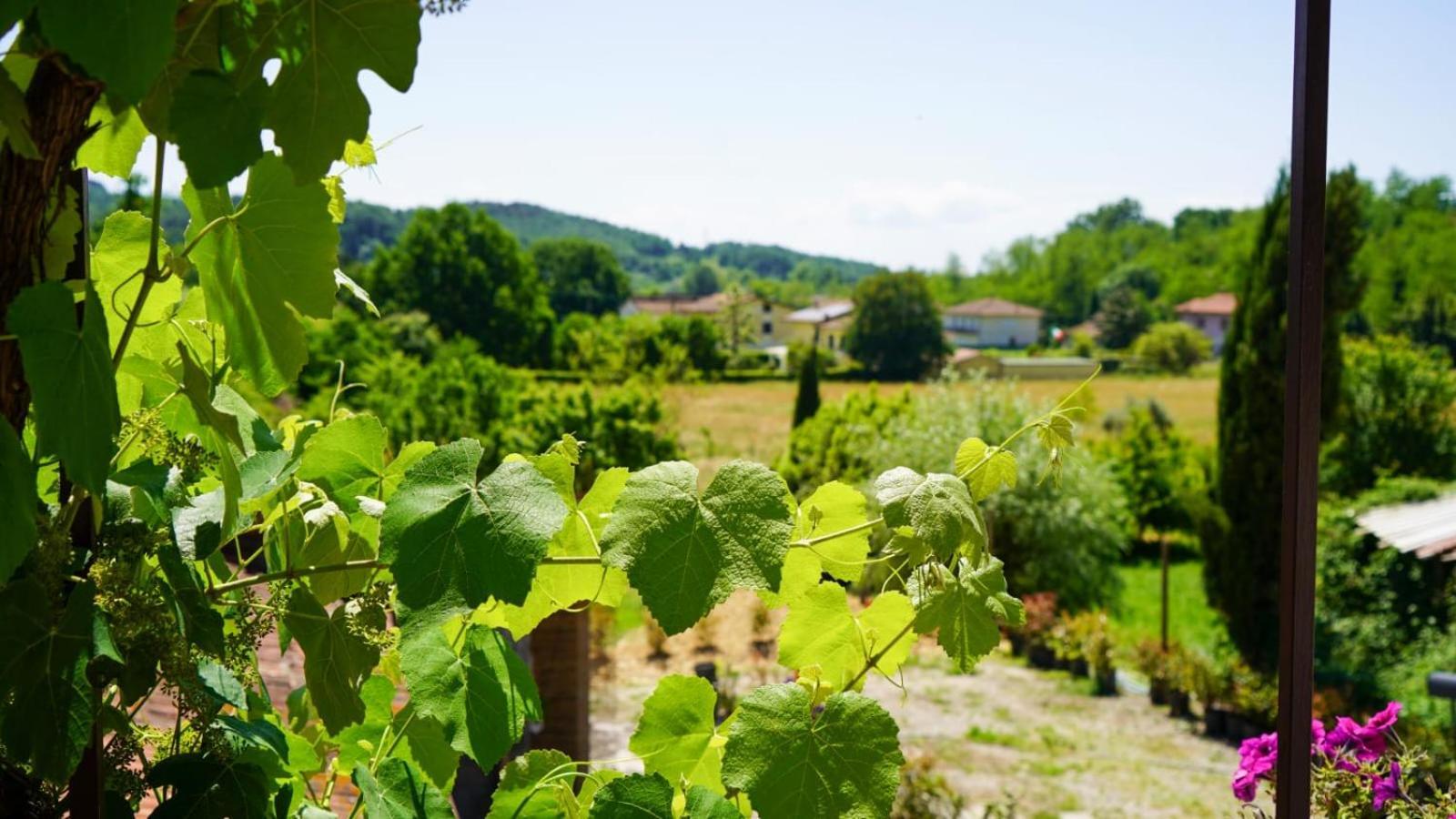Ferienwohnung La Casa Nella Vigna Colline Del Vino Capannori Exterior foto