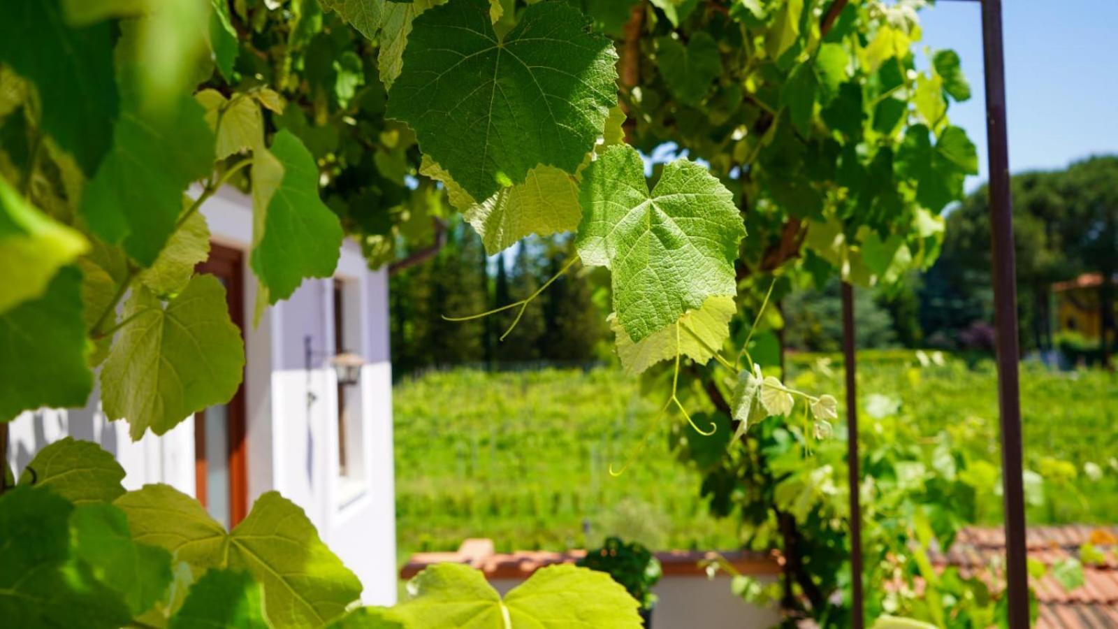 Ferienwohnung La Casa Nella Vigna Colline Del Vino Capannori Exterior foto