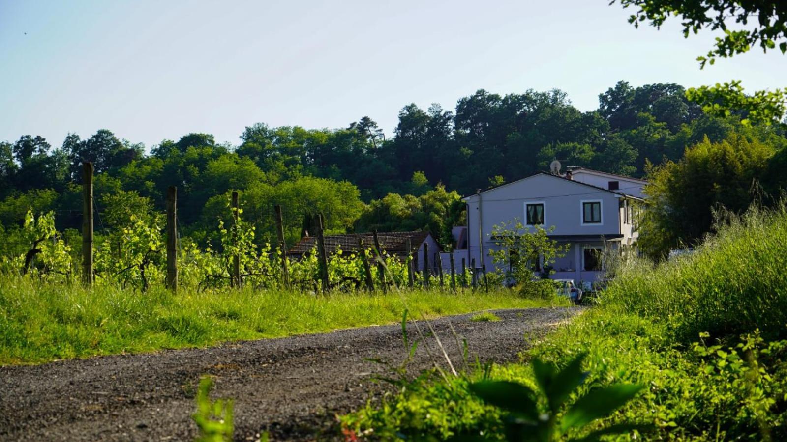 Ferienwohnung La Casa Nella Vigna Colline Del Vino Capannori Exterior foto